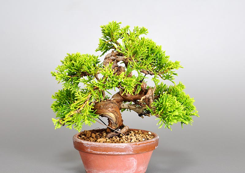 シンパク-K1（しんぱく・真柏）松柏盆栽の販売と育て方・作り方・Juniperus chinensis bonsai