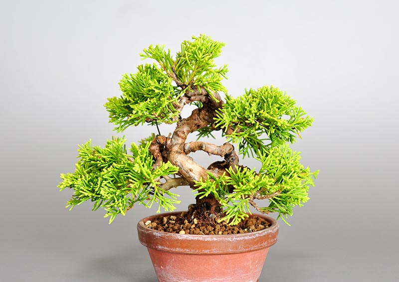 ミニ盆栽・シンパク-K1（しんぱく・真柏）松柏盆栽を裏側から見た景色・Juniperus chinensis bonsai