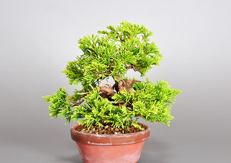 ミニ盆栽・シンパク-K1（しんぱく・真柏）松柏盆栽を右側から見た景色・Juniperus chinensis bonsai