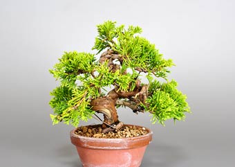シンパク-K1（真柏盆栽）Juniperus chinensis bonsai・ミニ盆栽素材の販売、盆栽素材通販店｜Bonsai Material Shop