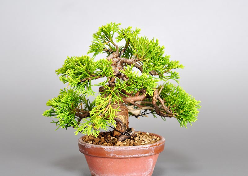 ミニ盆栽・シンパク-K1（しんぱく・真柏）松柏盆栽を左側から見た景色・Juniperus chinensis bonsai