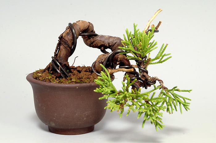 シンパク-L（しんぱく・真柏）松柏盆栽の販売と育て方・作り方・Juniperus chinensis bonsai