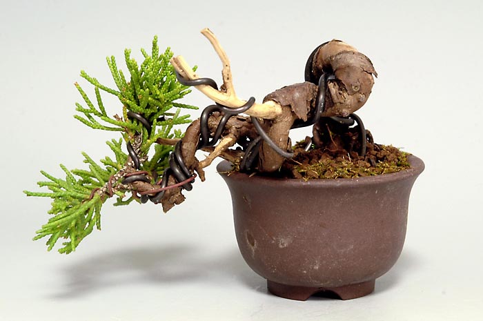 シンパク-L（しんぱく・真柏）松柏盆栽を裏側から見た景色・Juniperus chinensis bonsai