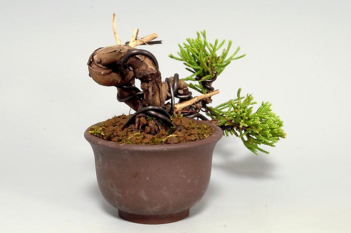 シンパク-L（しんぱく・真柏）松柏盆栽を右側から見た景色・Juniperus chinensis bonsai