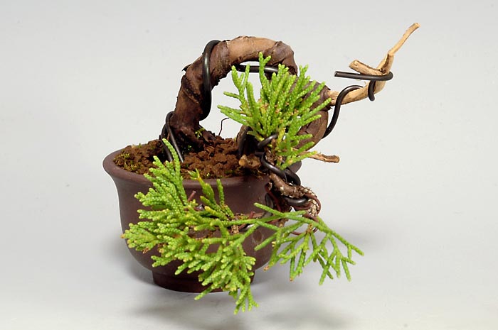 シンパク-L（しんぱく・真柏）松柏盆栽を左側から見た景色・Juniperus chinensis bonsai