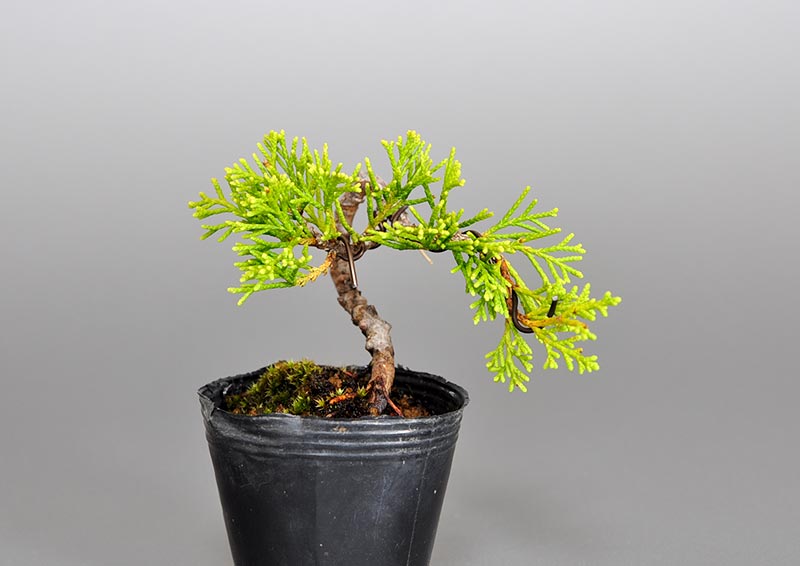 シンパク-L1（しんぱく・真柏）松柏盆栽の販売と育て方・作り方・Juniperus chinensis bonsai