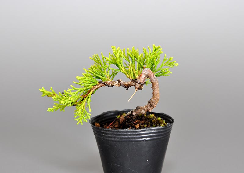 ミニ盆栽・シンパク-L1（しんぱく・真柏）松柏盆栽を裏側から見た景色・Juniperus chinensis bonsai