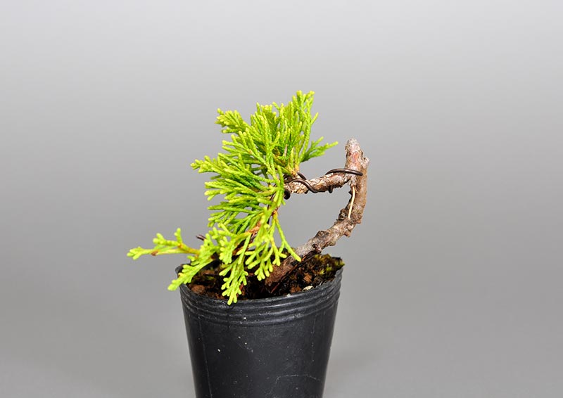 ミニ盆栽・シンパク-L1（しんぱく・真柏）松柏盆栽を右側から見た景色・Juniperus chinensis bonsai