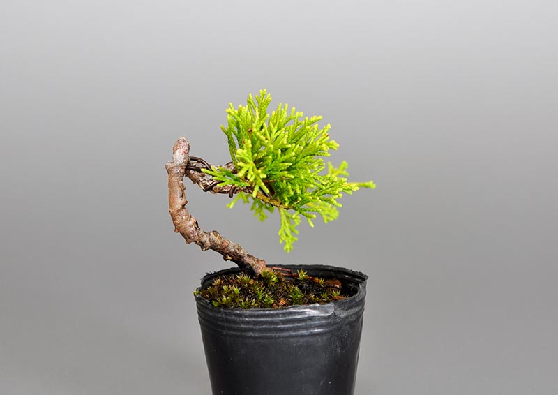 ミニ盆栽・シンパク-L1（しんぱく・真柏）松柏盆栽を左側から見た景色・Juniperus chinensis bonsai