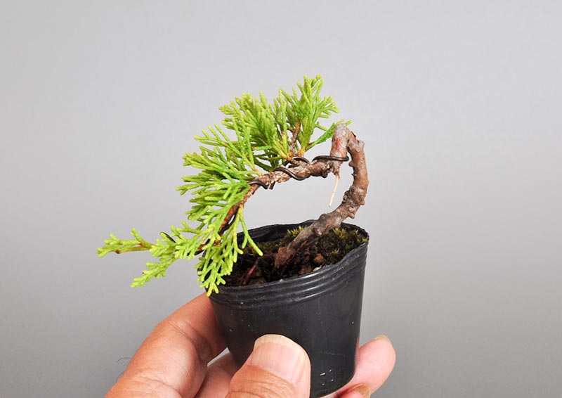 ミニ盆栽・シンパク-L1（しんぱく・真柏）松柏盆栽を別側から見た景色・Juniperus chinensis bonsai