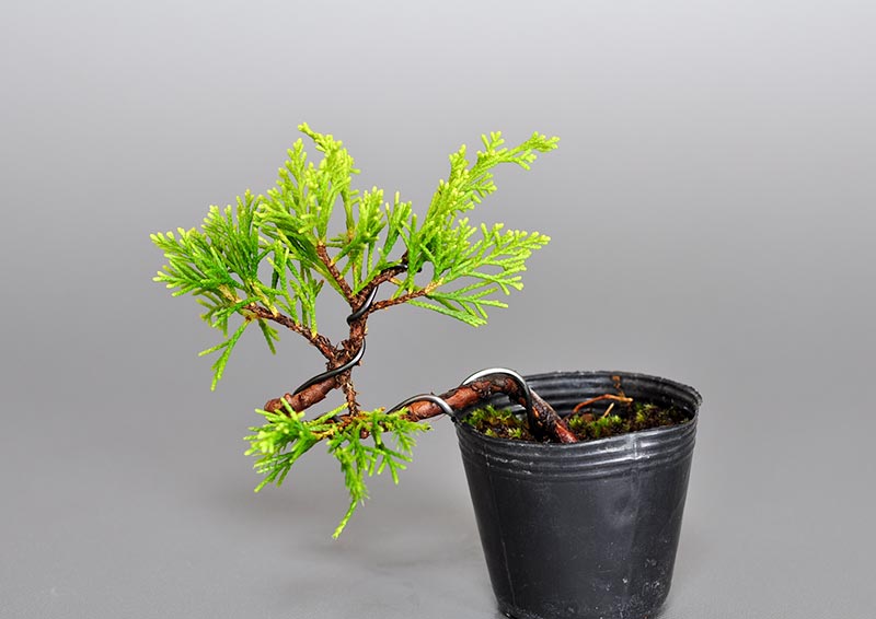 ミニ盆栽・シンパク-M1（しんぱく・真柏）松柏盆栽を裏側から見た景色・Juniperus chinensis bonsai