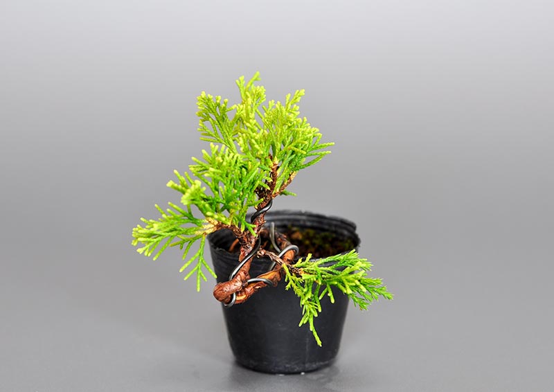 ミニ盆栽・シンパク-M1（しんぱく・真柏）松柏盆栽を右側から見た景色・Juniperus chinensis bonsai