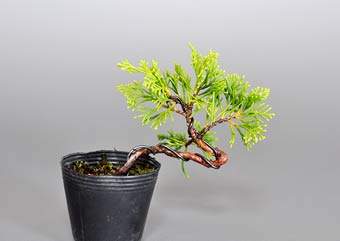 シンパク-M1（真柏盆栽）Juniperus chinensis bonsai・ミニ盆栽素材の販売、盆栽素材通販店｜Bonsai Material Shop