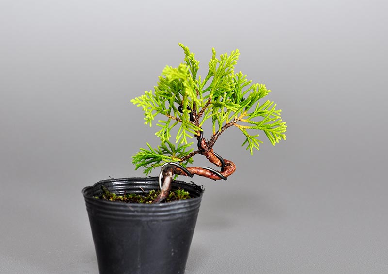 ミニ盆栽・シンパク-M1（しんぱく・真柏）松柏盆栽を左側から見た景色・Juniperus chinensis bonsai