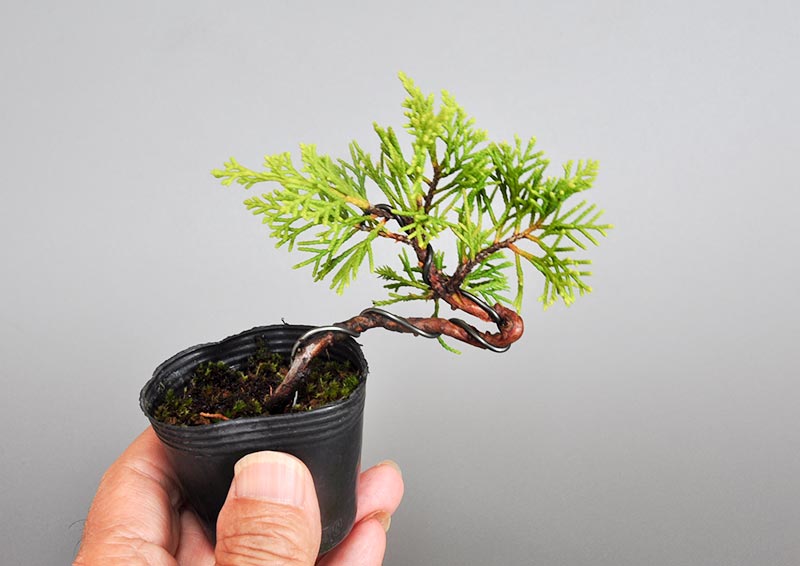 ミニ盆栽・シンパク-M1（しんぱく・真柏）松柏盆栽を別側から見た景色・Juniperus chinensis bonsai