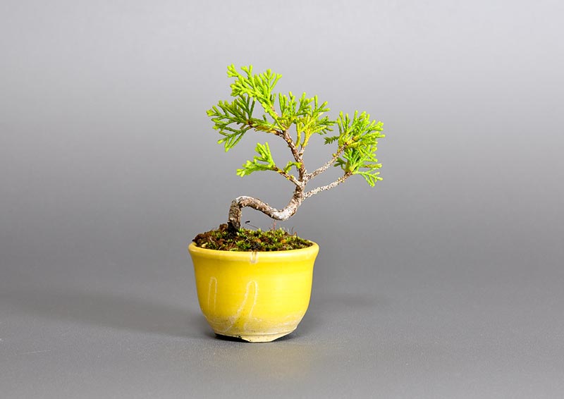 シンパク-O1（しんぱく・真柏）松柏盆栽の販売と育て方・作り方・Juniperus chinensis bonsai
