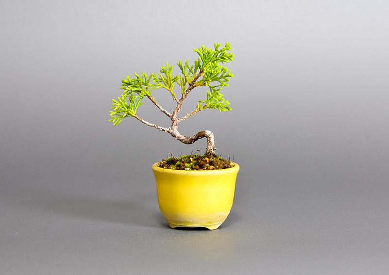 シンパク-O（しんぱく・真柏）松柏盆栽を裏側から見た景色・Juniperus chinensis bonsai