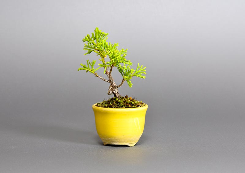 シンパク-O（しんぱく・真柏）松柏盆栽を右側から見た景色・Juniperus chinensis bonsai