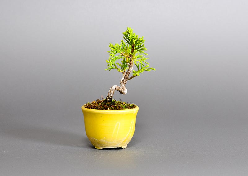 シンパク-O（しんぱく・真柏）松柏盆栽を左側から見た景色・Juniperus chinensis bonsai