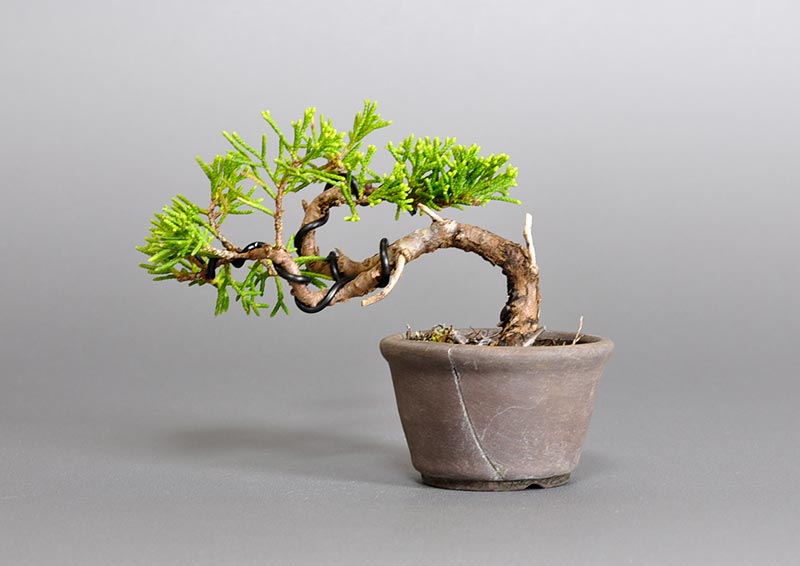 シンパク-P1（しんぱく・真柏）松柏盆栽を裏側から見た景色・Juniperus chinensis bonsai