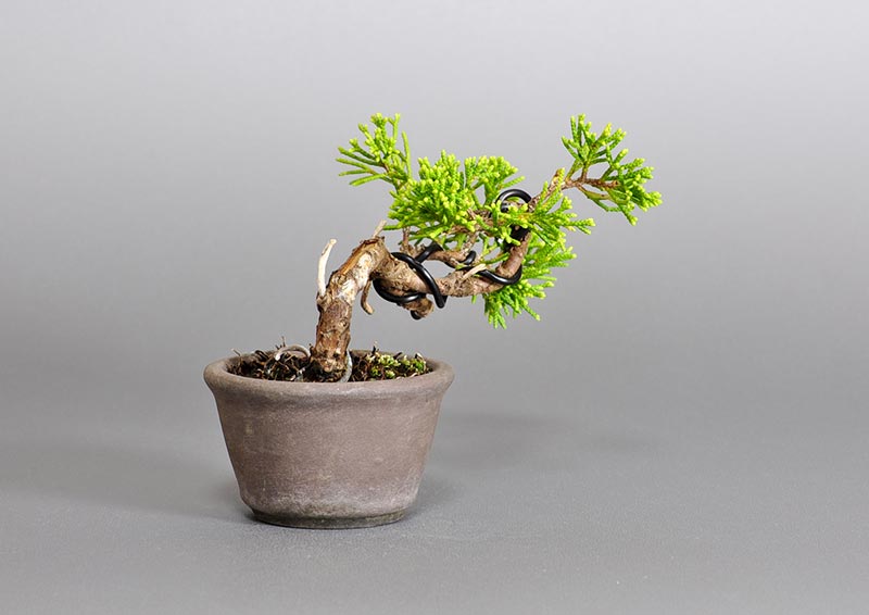 シンパク-P1（しんぱく・真柏）松柏盆栽を左側から見た景色・Juniperus chinensis bonsai