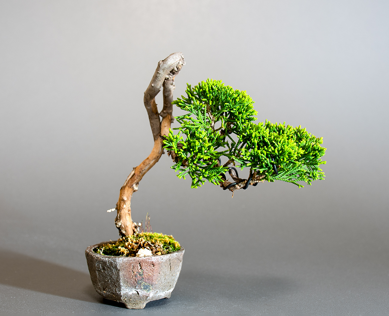 シンパク-Q1（しんぱく・真柏）松柏盆栽の販売と育て方・作り方・Juniperus chinensis bonsai