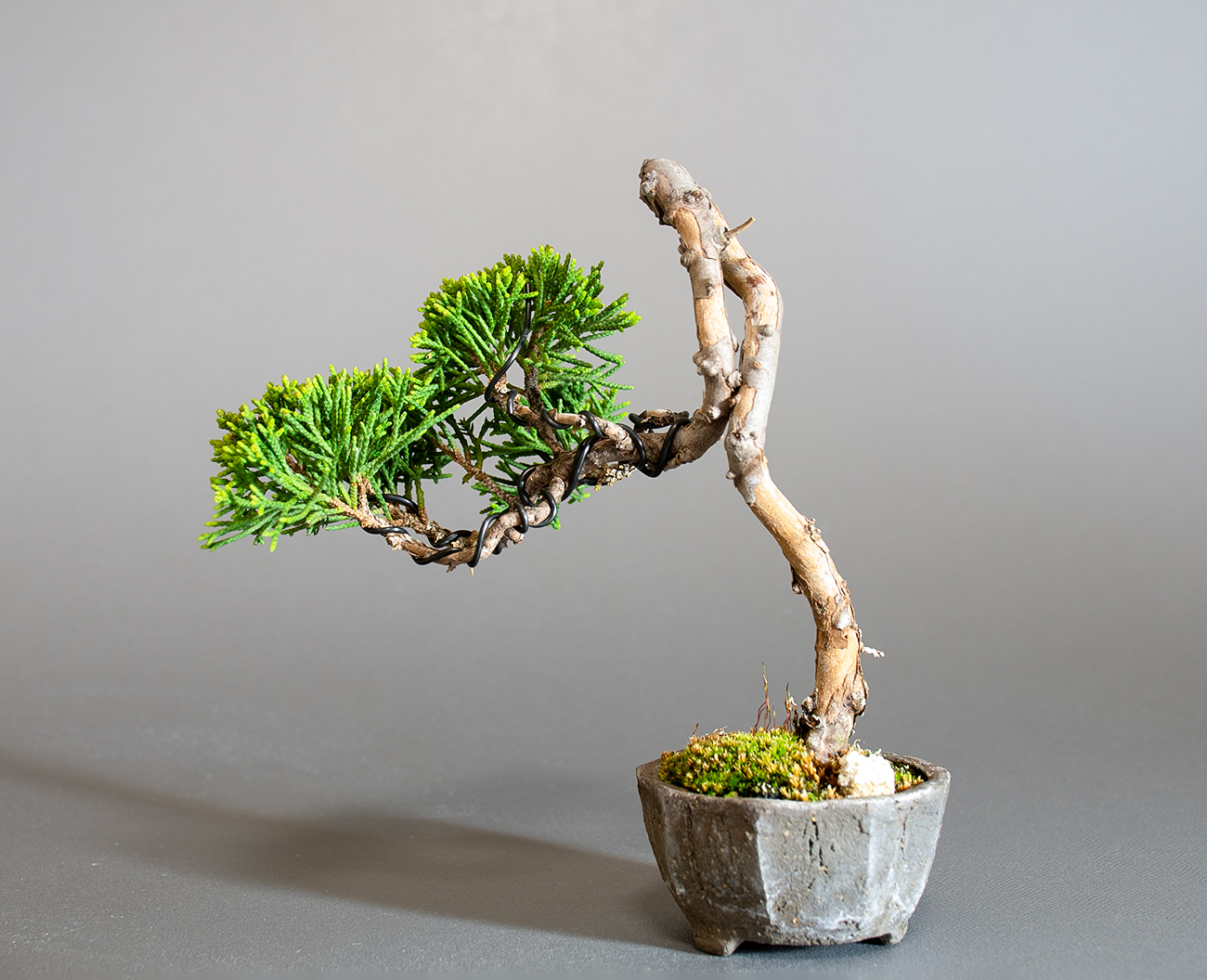 シンパク-Q1（しんぱく・真柏）松柏盆栽を裏側から見た景色・Juniperus chinensis bonsai