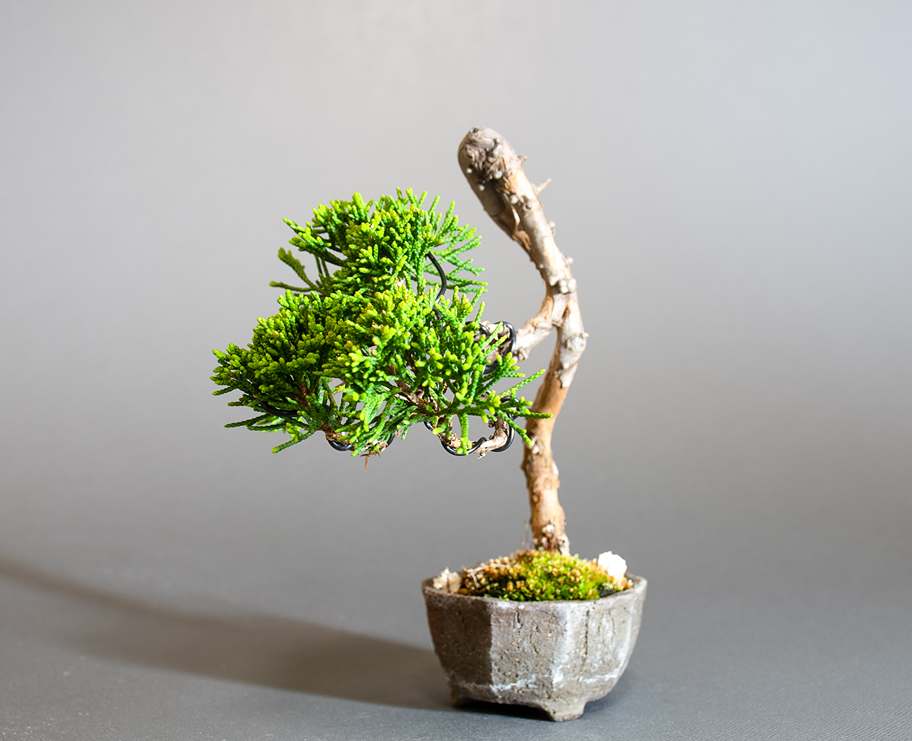 シンパク-Q1（しんぱく・真柏）松柏盆栽を右側から見た景色・Juniperus chinensis bonsai