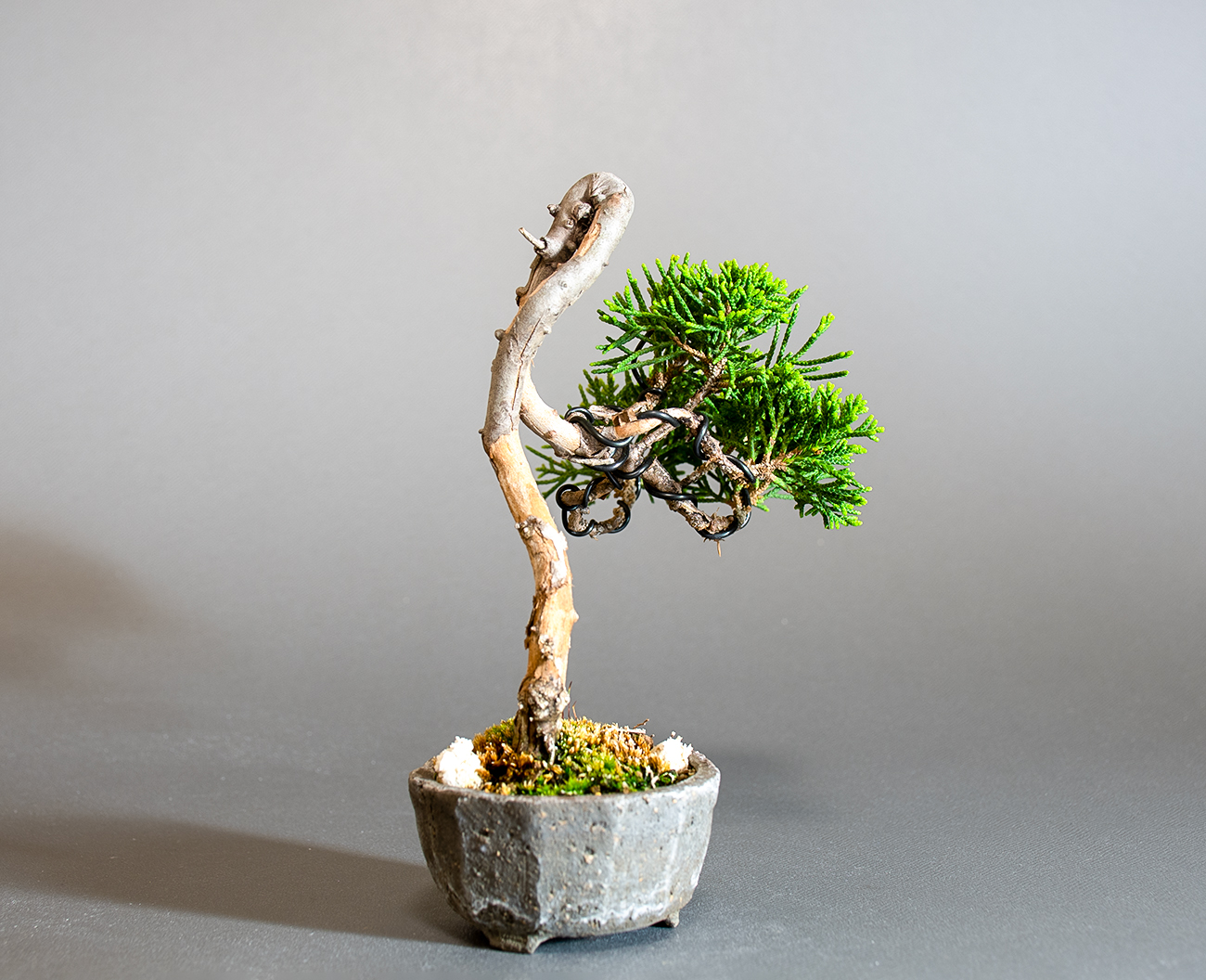 シンパク-Q1（しんぱく・真柏）松柏盆栽を左側から見た景色・Juniperus chinensis bonsai