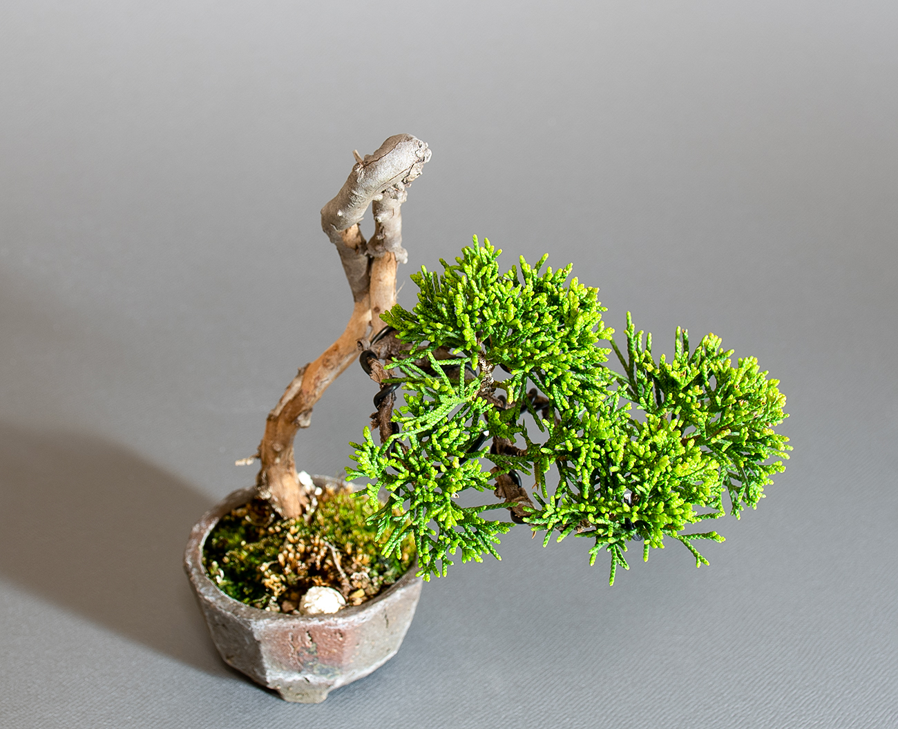 シンパク-Q1（しんぱく・真柏）松柏盆栽を上側から見た景色・Juniperus chinensis bonsai