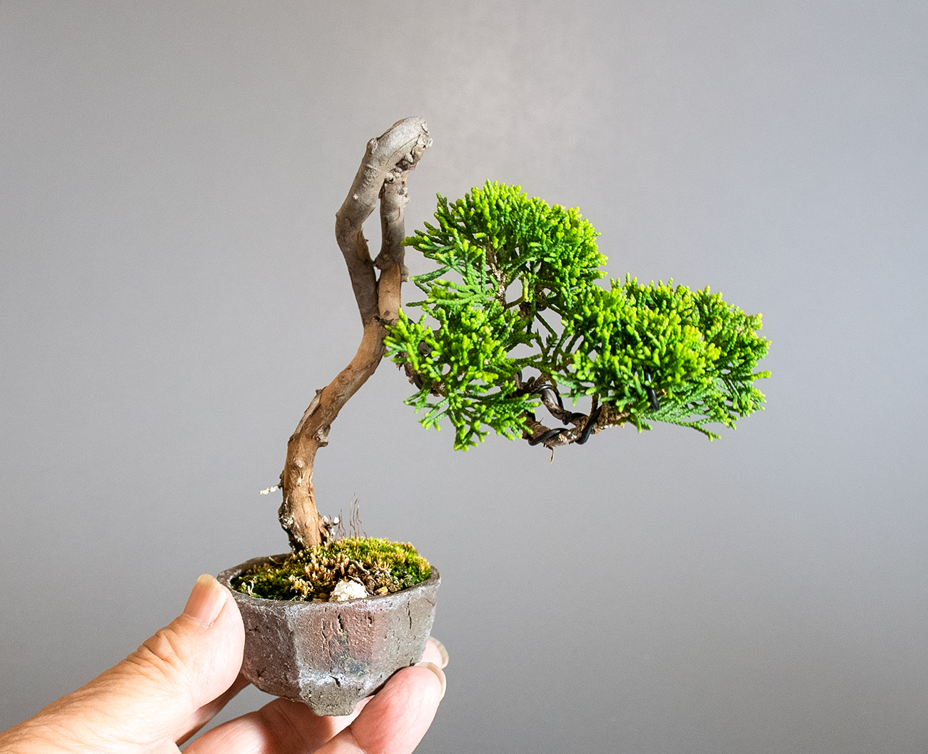 シンパク-Q1（しんぱく・真柏）松柏盆栽の手乗りの景色・Juniperus chinensis bonsai