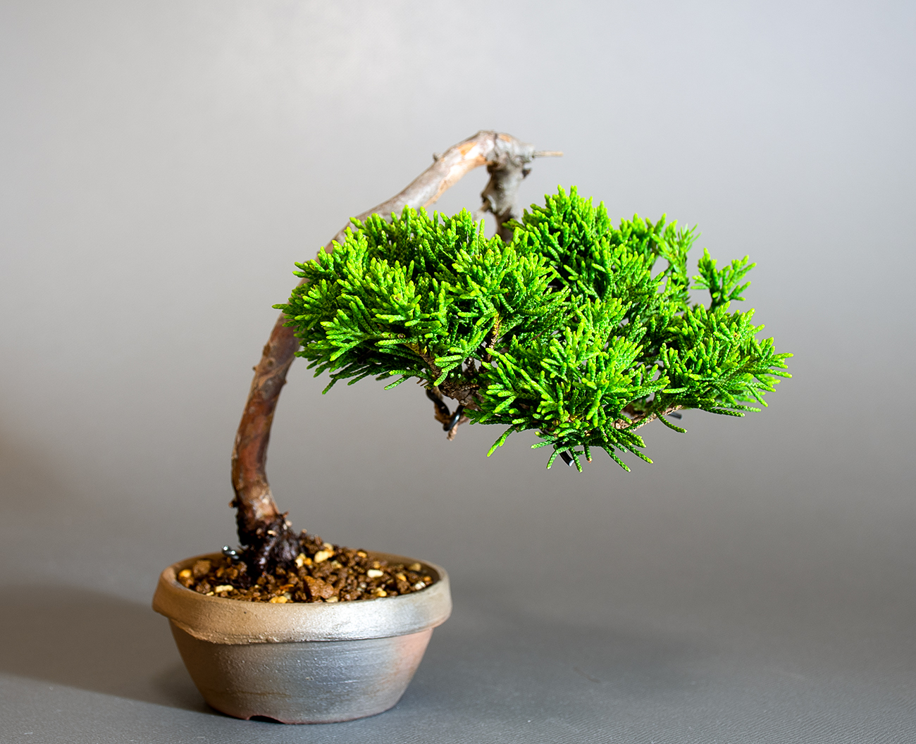 シンパク-R1（しんぱく・真柏）松柏盆栽の販売と育て方・作り方・Juniperus chinensis bonsai
