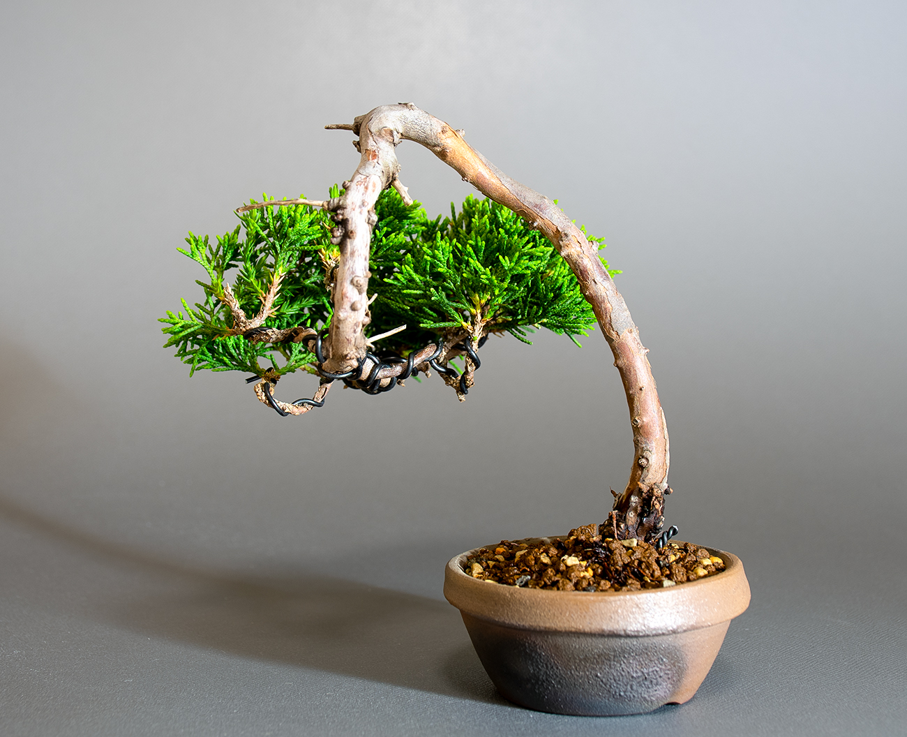シンパク-R1（しんぱく・真柏）松柏盆栽を裏側から見た景色・Juniperus chinensis bonsai