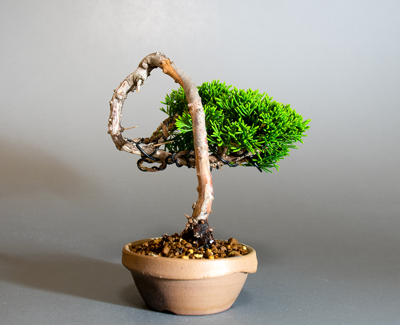 シンパク-R1（しんぱく・真柏）松柏盆栽を右側から見た景色・Juniperus chinensis bonsai