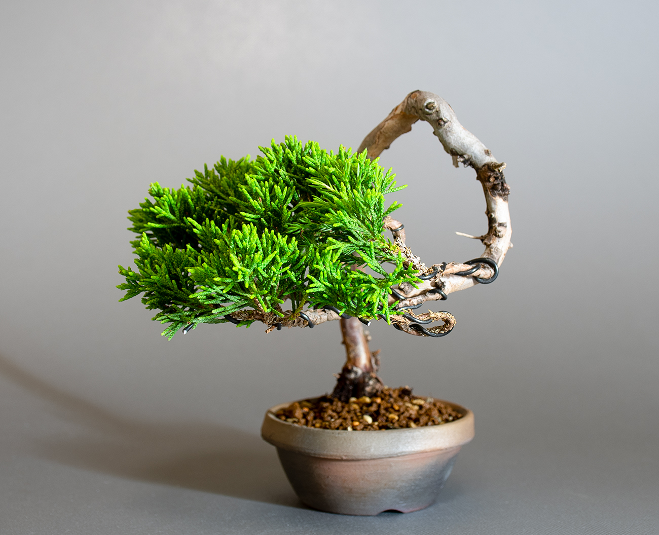 シンパク-R1（しんぱく・真柏）松柏盆栽を左側から見た景色・Juniperus chinensis bonsai