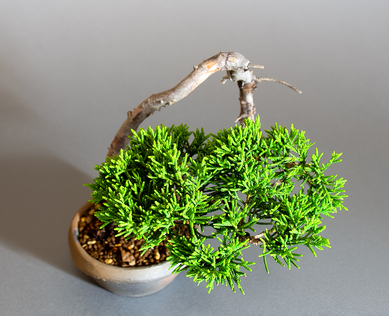 シンパク-R1（しんぱく・真柏）松柏盆栽を上側から見た景色・Juniperus chinensis bonsai