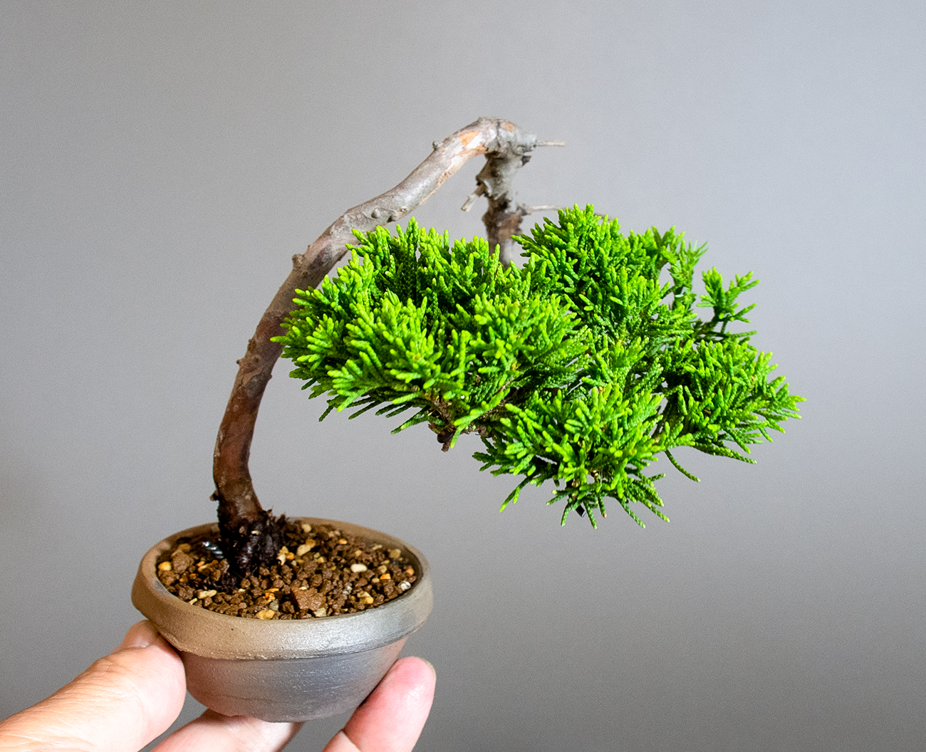 シンパク-R1（しんぱく・真柏）松柏盆栽の手乗りの景色・Pinus densiflora bonsai