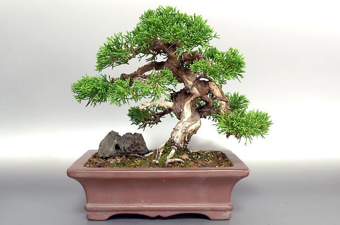 シンパクS（しんぱく・真柏）松柏盆栽の販売と育て方・作り方・Juniperus chinensis bonsai