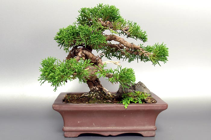 ミニ盆栽・シンパクS（しんぱく・真柏）松柏盆栽を裏側から見た景色・Juniperus chinensis bonsai