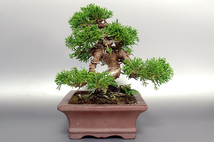 ミニ盆栽・シンパクS（しんぱく・真柏）松柏盆栽を右側から見た景色・Juniperus chinensis bonsai