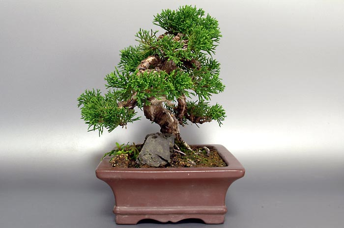 ミニ盆栽・シンパクS（しんぱく・真柏）松柏盆栽を左側から見た景色・Juniperus chinensis bonsai