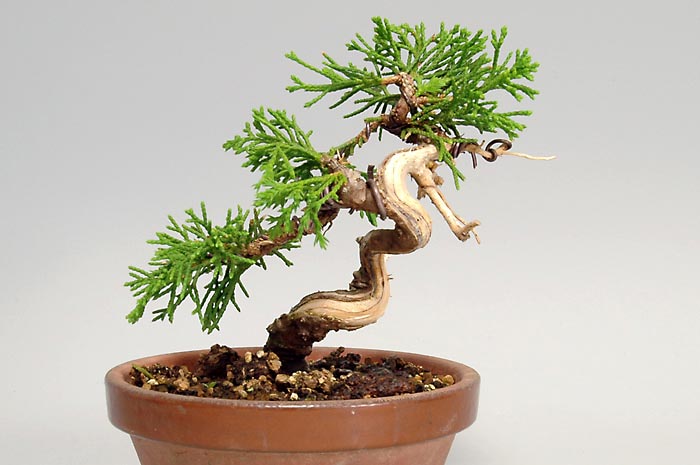 ミニ盆栽・シンパクT（しんぱく・真柏）松柏盆栽を裏側から見た景色・Juniperus chinensis bonsai
