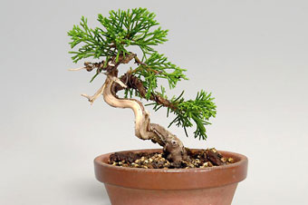 シンパク-T（しんぱく・真柏）盆栽の樹作りの参考樹形・Juniperus chinensis Best bonsai