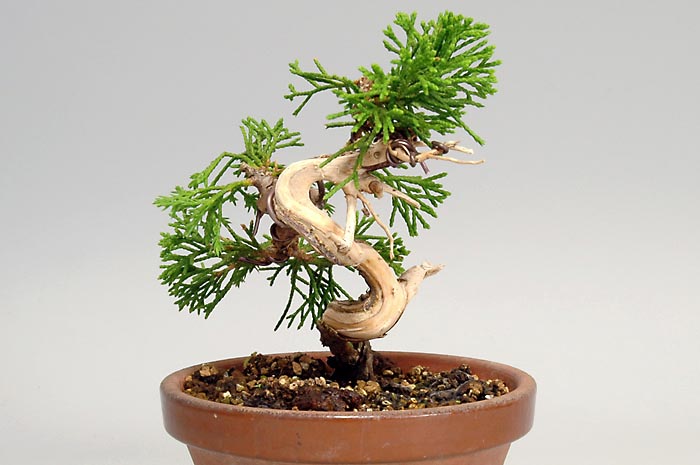 ミニ盆栽・シンパクT（しんぱく・真柏）松柏盆栽を左側から見た景色・Juniperus chinensis bonsai