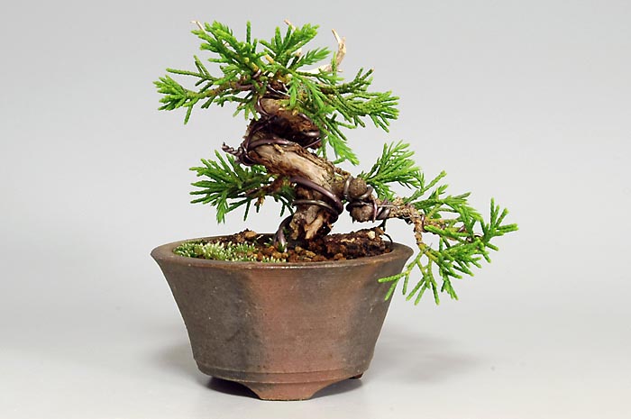 シンパクV（しんぱく・真柏）松柏盆栽の販売と育て方・作り方・Juniperus chinensis bonsai