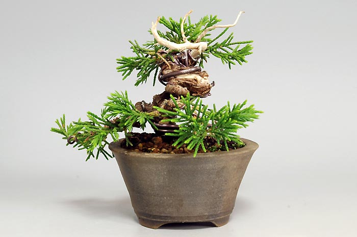 ミニ盆栽・シンパクV（しんぱく・真柏）松柏盆栽を裏側から見た景色・Juniperus chinensis bonsai