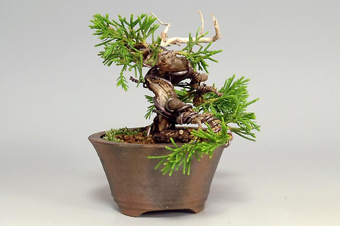 ミニ盆栽・シンパクV（しんぱく・真柏）松柏盆栽を左側から見た景色・Juniperus chinensis bonsai