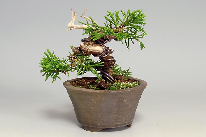 ミニ盆栽・シンパクV（しんぱく・真柏）松柏盆栽を右側から見た景色・Juniperus chinensis bonsai