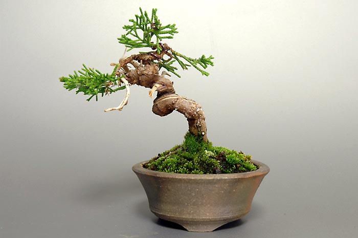 シンパクW（しんぱく・真柏）ミニ盆栽の販売と育て方・作り方・Juniperus chinensis bonsai