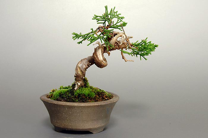 シンパクW（しんぱく・真柏）松柏盆栽を裏側から見た景色・Juniperus chinensis bonsai